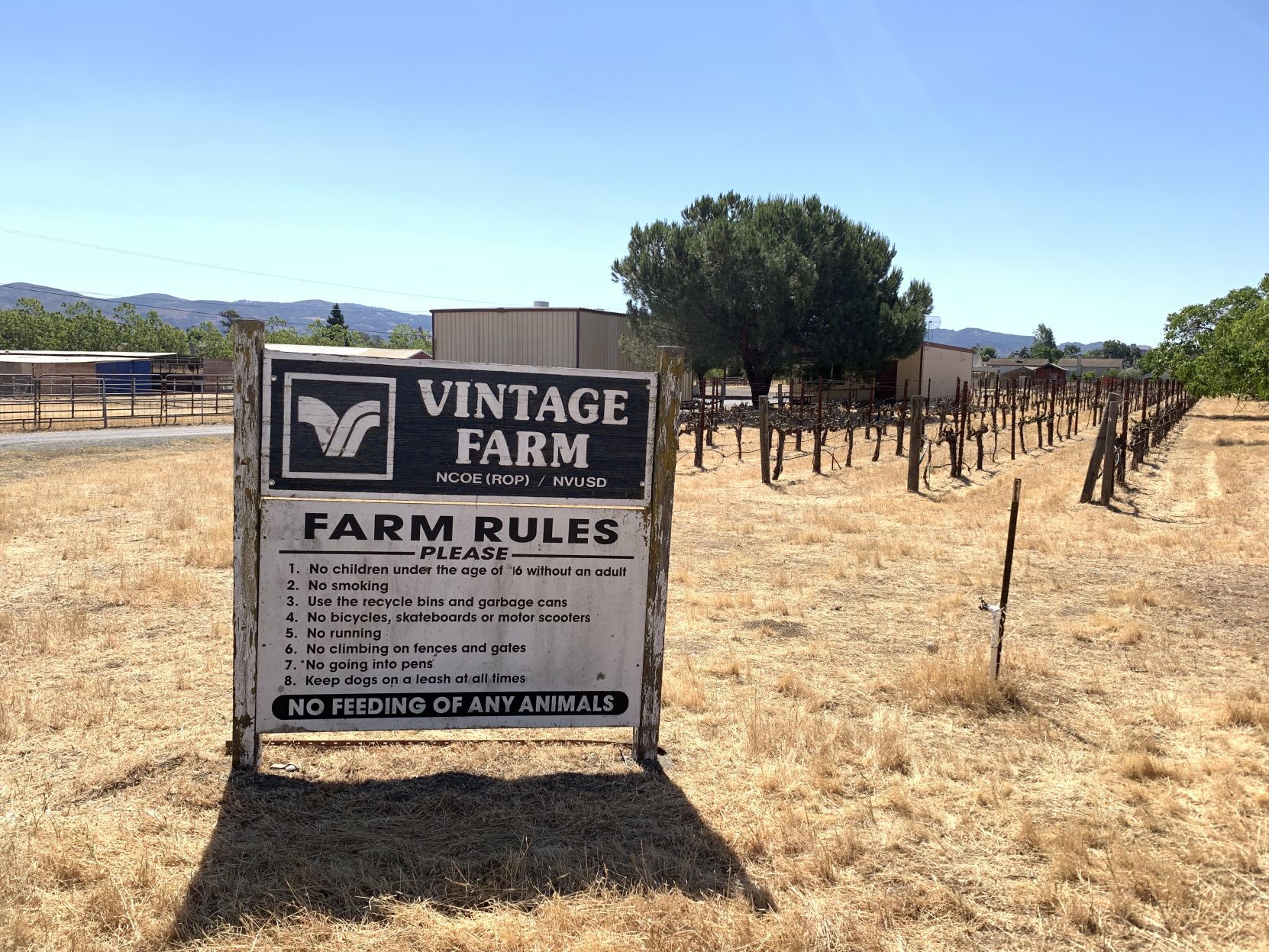 Napa's Vintage Farm